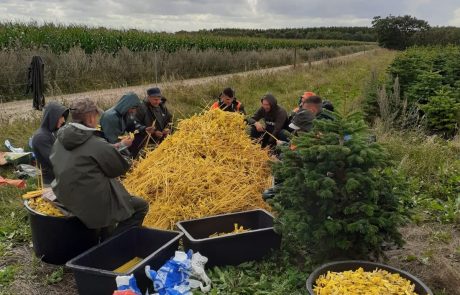 Fuglepinde juletræer